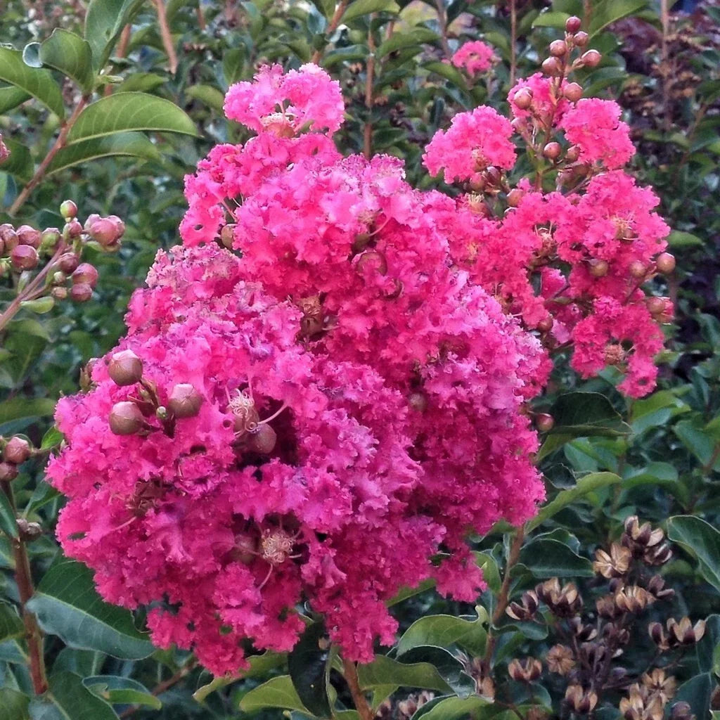 Dark Pink Crepe Myrtle Cuttings 6" Live Plant Lagerstroemia Indica Perennial Broadleaf Evergreen for Gardens