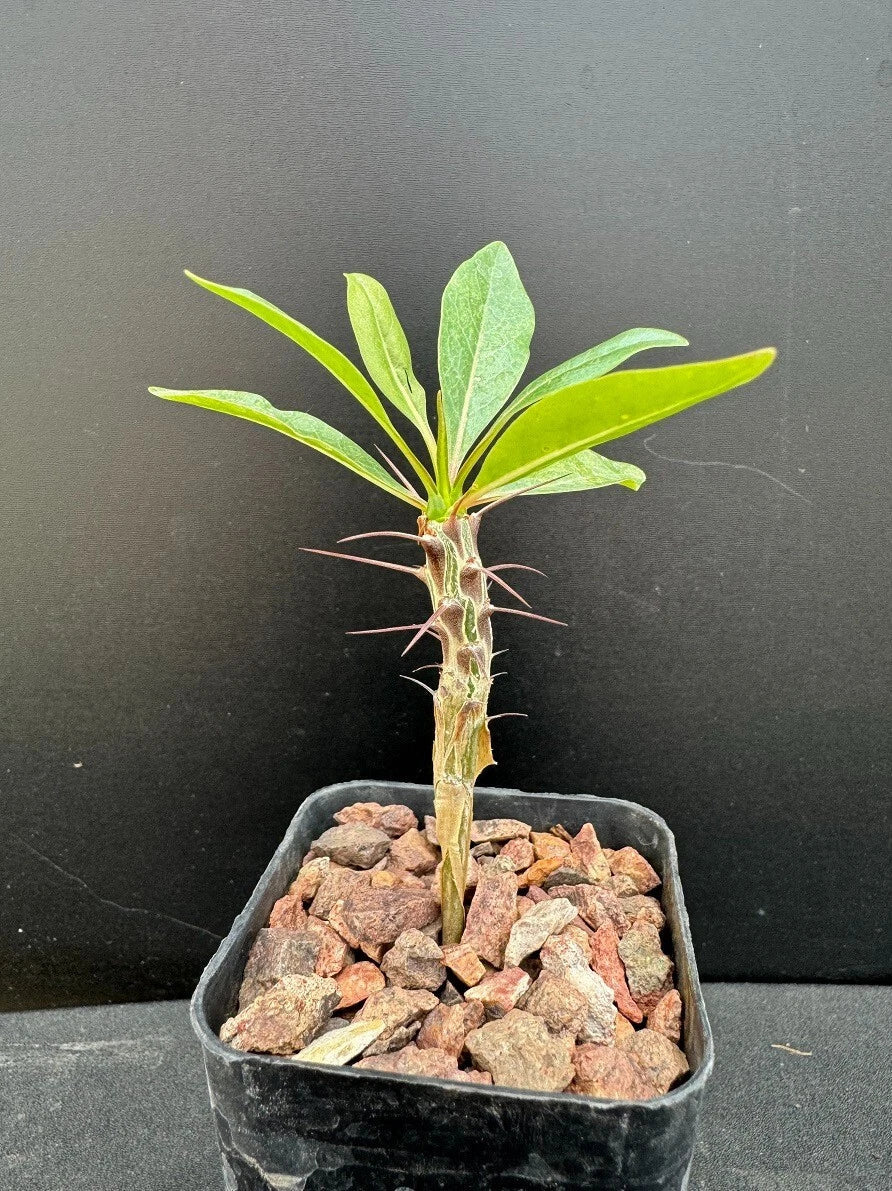 Ocotillo Plant 2" Pot Rare Succulent Fouquieria macdougalii Well-Rooted for Garden or Indoor Décor