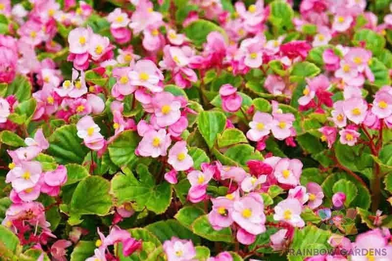 Wax Begonia Seeds - 25+ Pack - Colorful Annual - Begonia x semperflorens - Ideal for Garden Planting