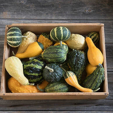 Organic Ornamental Gourd Seeds Mix - 25 Non-GMO Open-Pollinated Seeds - Cucurbita pepo - Decorative Fall Garden Varieties