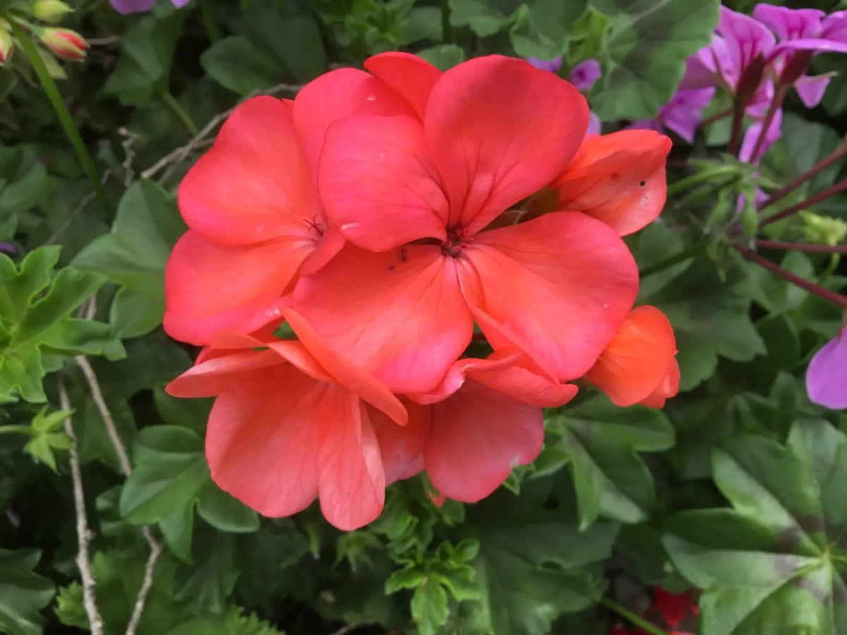 Brilliant Orange-Salmon Geranium Cuttings (6) - Pelargonium spp. for Indoor/Outdoor Gardening, Vibrant Flowers, Easy to Root