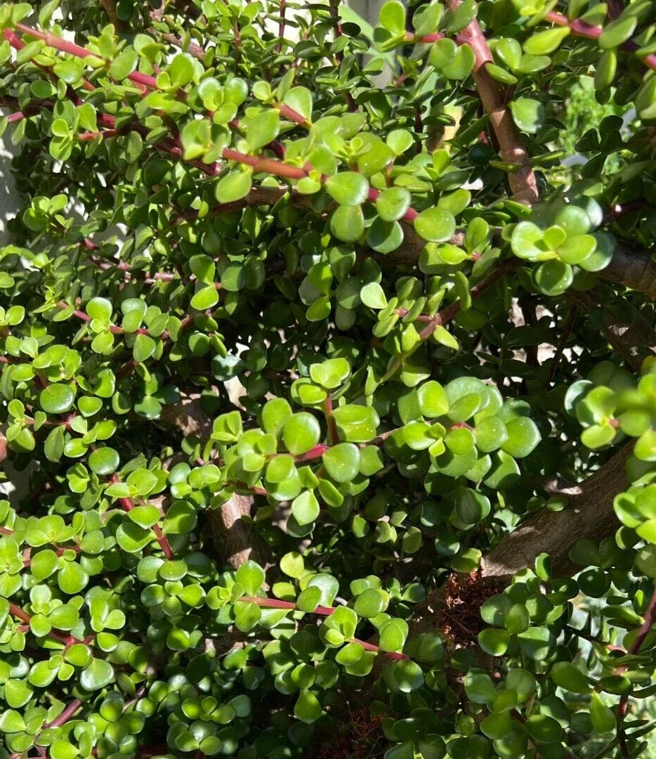 Succulent Cuttings 5 Pack - Portulacaria Afra Clippings - Elephant Bush for Propagation & Home Decor - Easy Care Plant