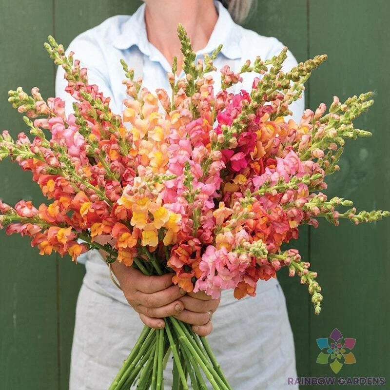 Snapdragon Seeds - 1000+ Potomac Early Sunrise Mix - Antirrhinum majus - Non-GMO Garden Seeds for Colorful Blooms