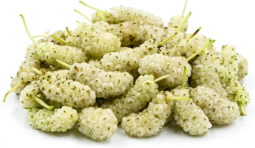 15 Organic White Mulberry Cuttings 6-8" Morus alba - Cold Hardy, Delicious Fruit, Perfect for Gardens or Landscaping