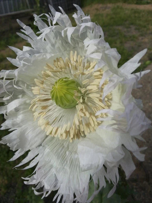 Poppy Seeds 500 Count JIMI'S SNOWFLAKES White Feathered Flowers Papaver somniferum Organic Non-GMO Garden Seeds