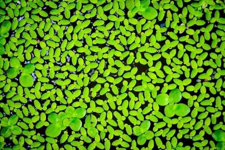 Duckweed Live Plant 2000 Count - Fast-Growing Aquatic Plant for Aquarium & Pond (Lemna minor) - Easy Care Floating Greenery