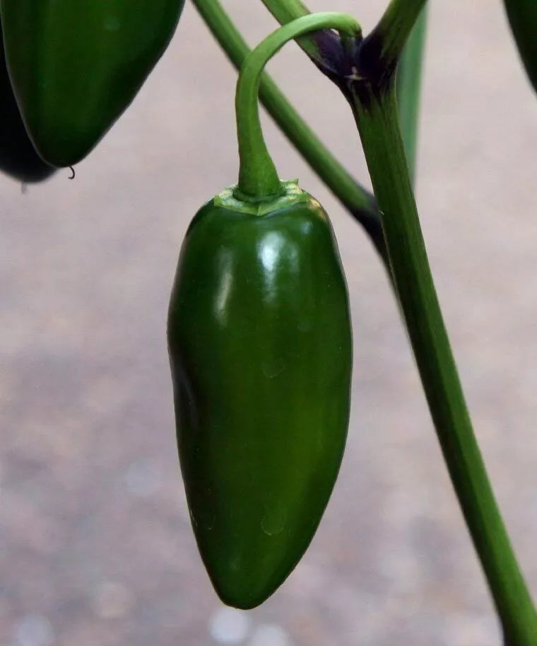 Early Jalapeno Pepper Seeds 50+ Pack - Hot Spicy Vegetable Garden Plant Capsicum annuum for Mexican Cuisine