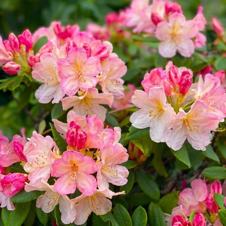 Azalea Starter Plant 4-Inch Pot Percy Wiseman Pink Rhododendron - Vibrant Blooms, Evergreen, Deer Resistant