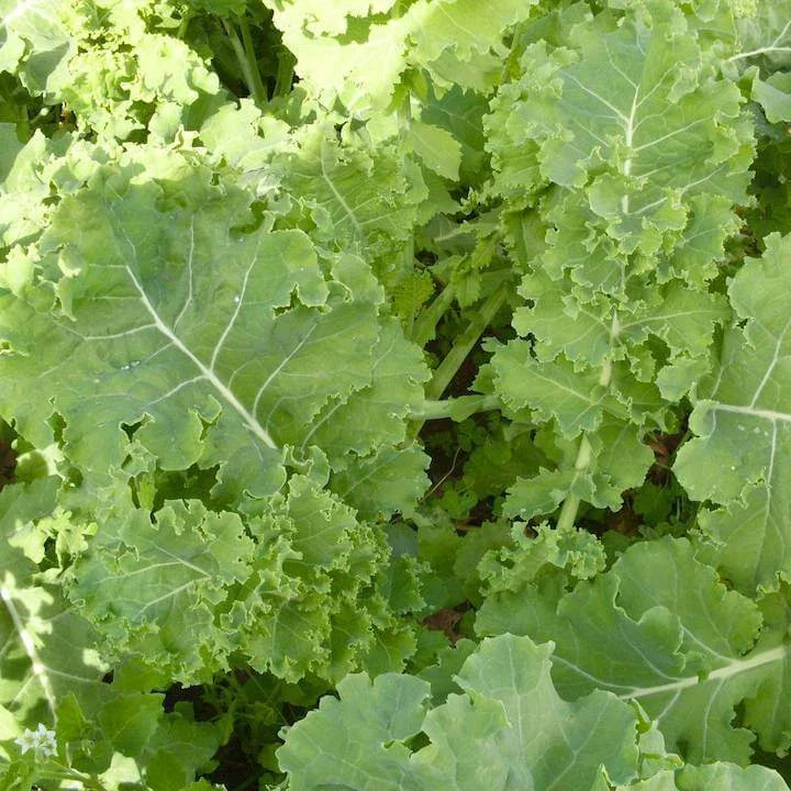Siberian Dwarf Kale Seeds, NON-GMO, Winter Hardy Cruciferous Vegetable, Brassica oleracea var. sabellica, Compact Growth