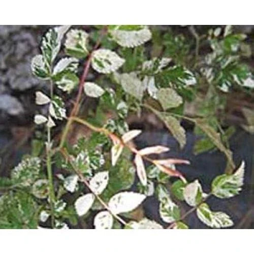 Rare Rambler Rose Cuttings - 5 Premium 'Curiosity' Variegata - Rosa Wichurana - Unique Pink Blooms for Gardening