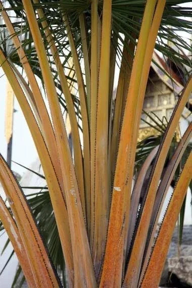 Golden Palm Tree Seeds - 10 Pack - Buri Palm (Corypha utan) - Tropical Garden Planting Seeds for Outdoor Spaces