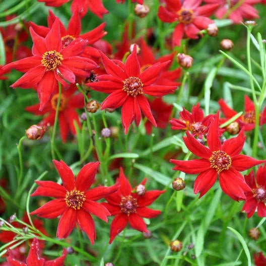 Coreopsis Seeds 500 Count - Amulet Red Dwarf - Non-GMO Butterfly Garden - Coreopsis tinctoria - Compact Flowering Perennial
