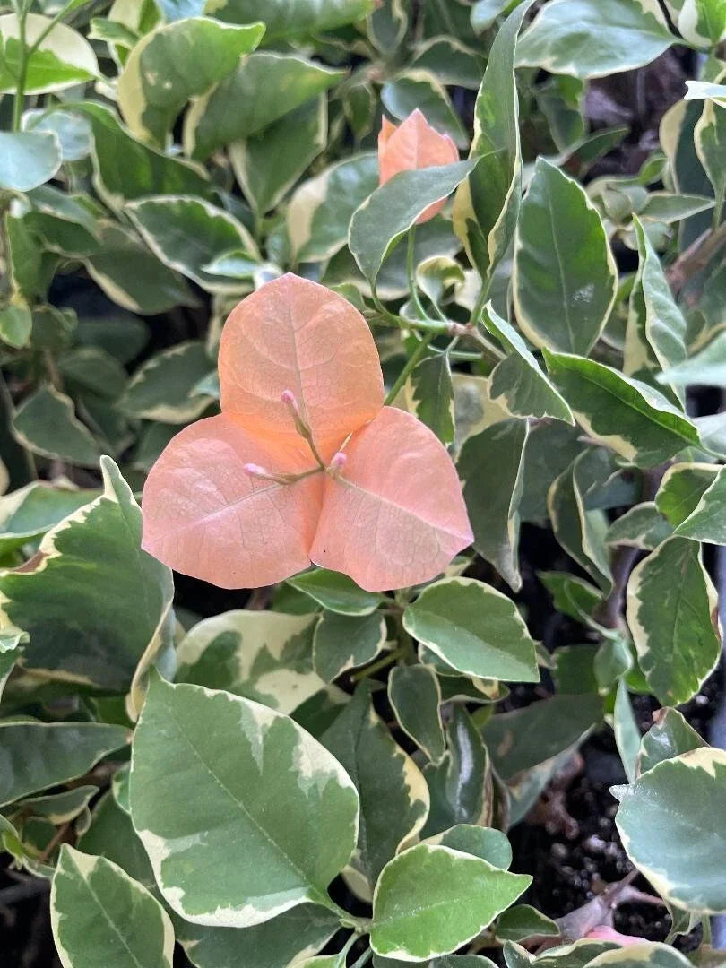 Small Bougainvillea Plant - Bambino Orange/Peach, Tropical Flowering Plant, Bougainvillea spp. - Compact & Drought-Tolerant