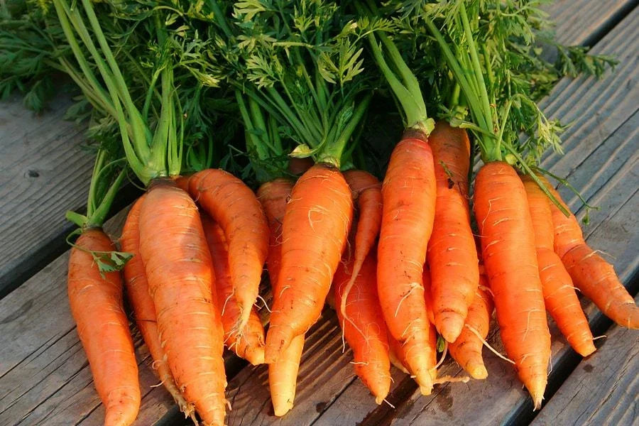 Danvers 126 Carrot Seeds, NON-GMO Heirloom, Organic Vegetable Seeds, Daucus carota, Easy to Grow, Free Shipping