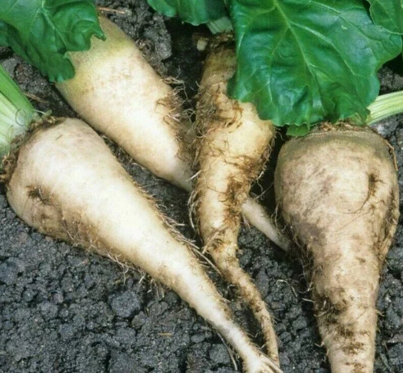 Sugar Beet Seeds 100+ Pack | Beta vulgaris | Survival Garden Vegetables | Healthy Edible Roots