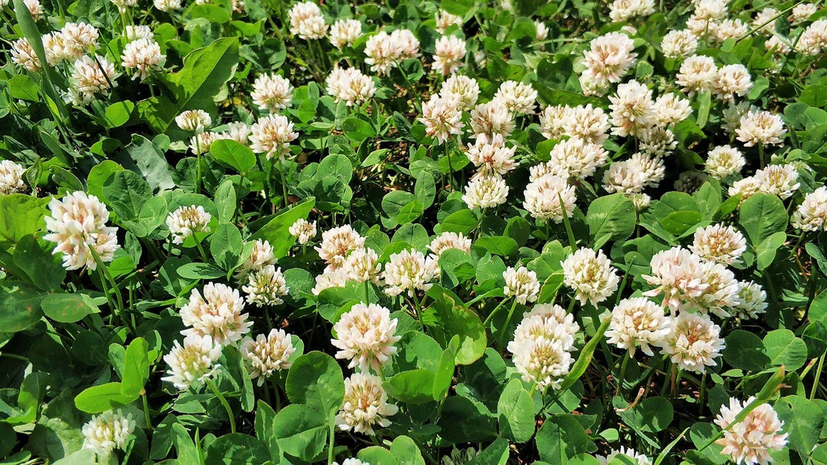 White Dutch Clover Seeds - Eco-Friendly Ground Cover Lawn Alternative - Trifolium repens - Sustainable Planting Solution