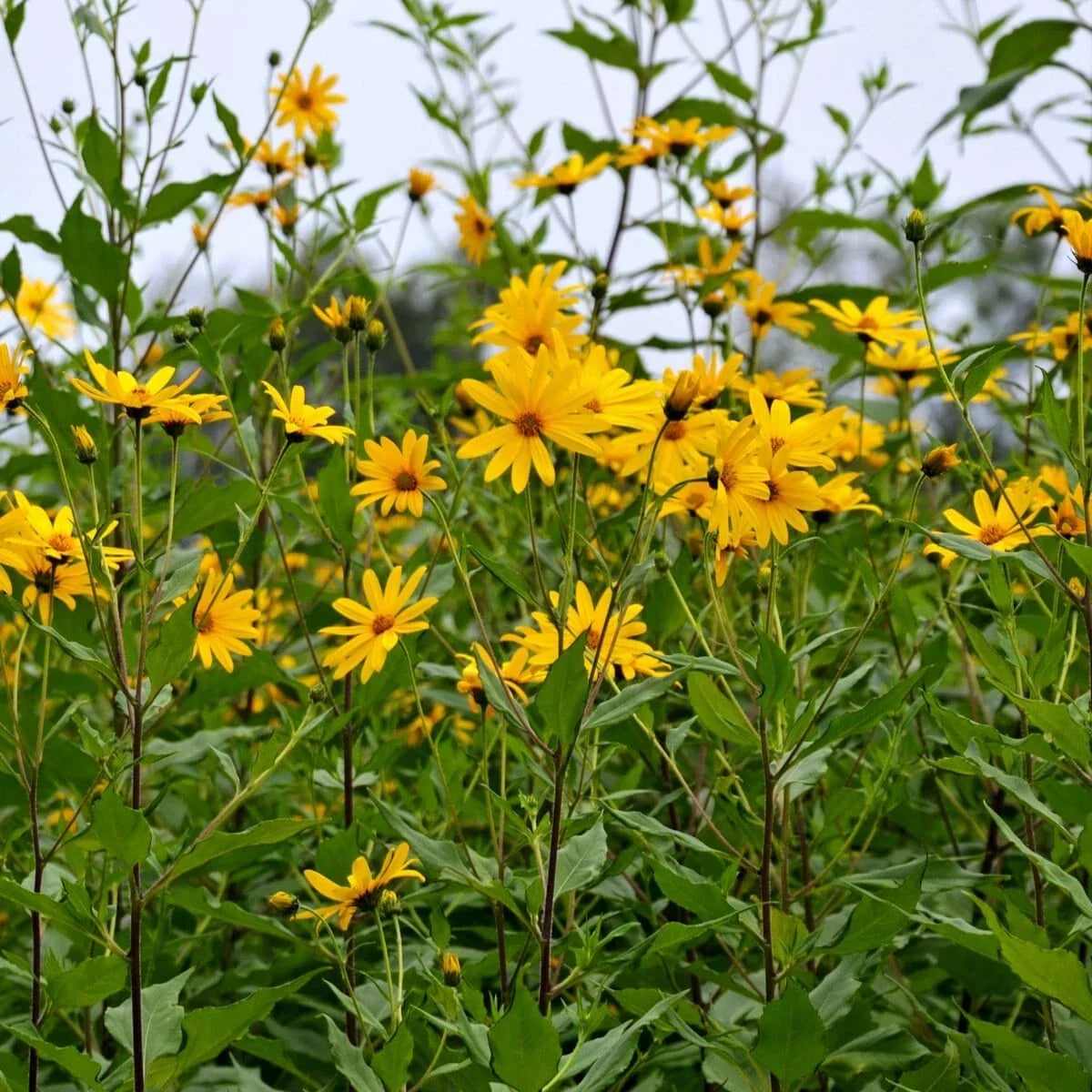 Bare Root Jerusalem Artichoke Plants - 3 Pack - Edible Perennial Herb - Helianthus tuberosus - Easy to Grow