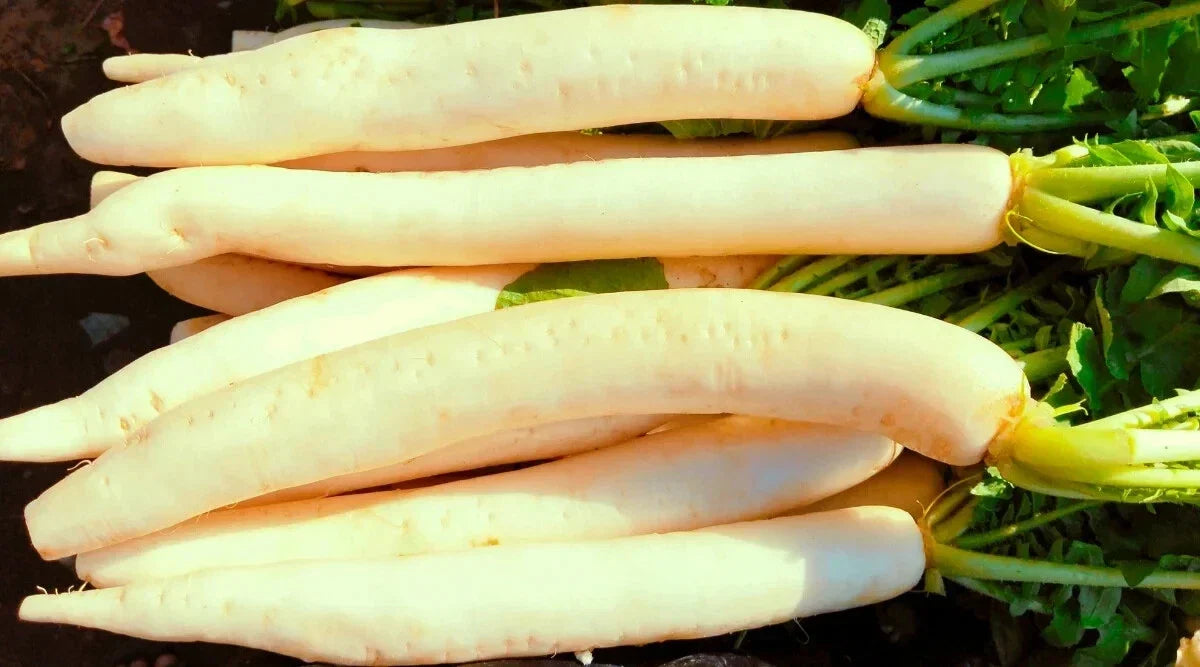 Miyashige Radish Seeds - 500+ Seeds - Raphanus sativus - Non-GMO, Fast-Growing, USA Grown for Home Garden Planting