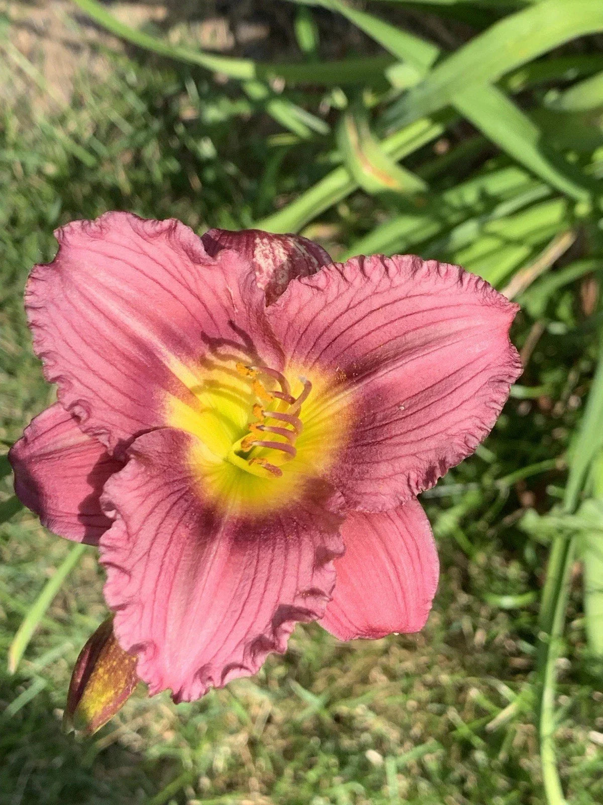 De Oro Daylily Bare Root Starter Plant - Purple Red Pink Hemerocallis 'De Oro' - Perennial Flower for Garden Decor