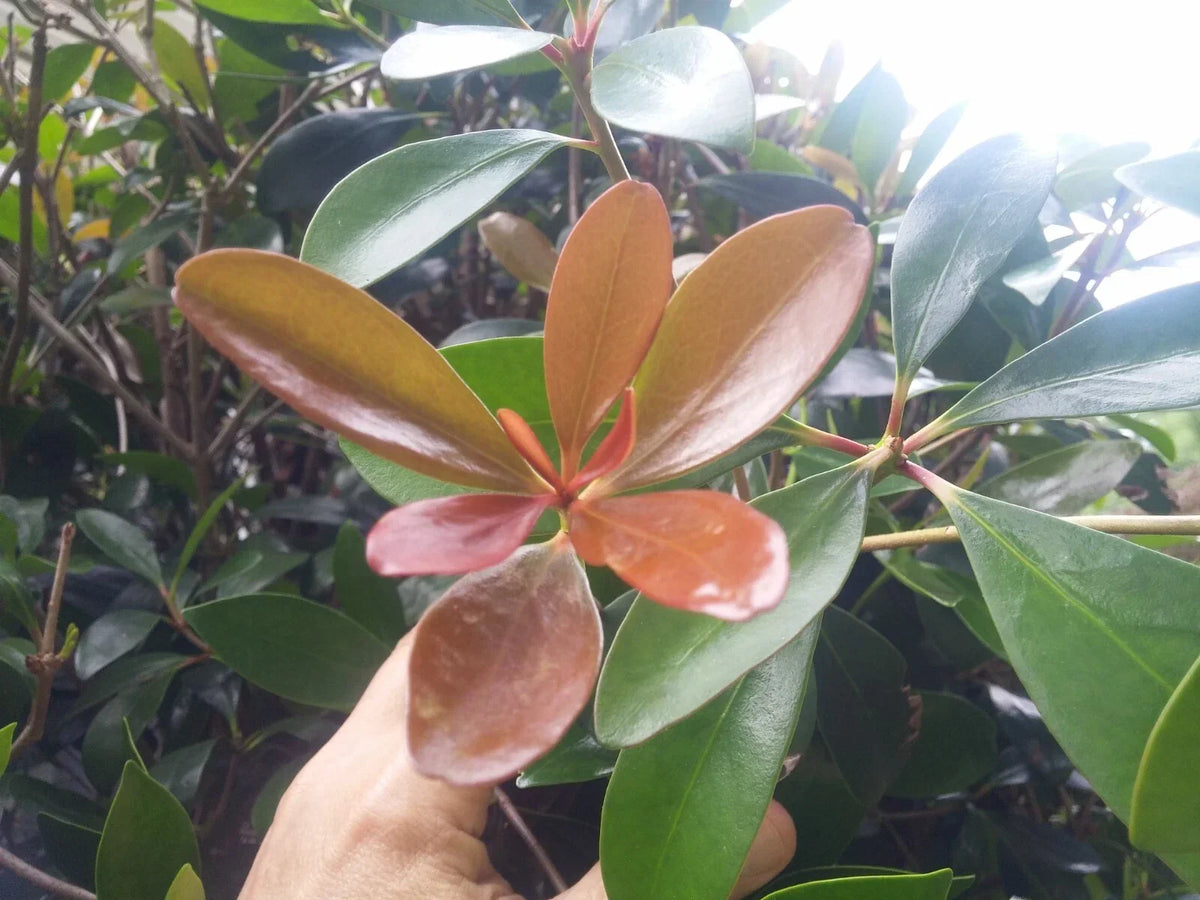 Cleyera Japonica LeAnn Cuttings - 15 Thin Evergreen Bushes for Hedges - Glossy Foliage, Low Maintenance - Cleyera japonica 'LeAnn'