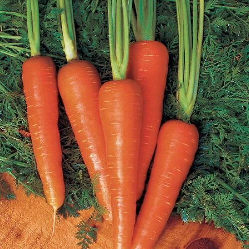 Moonraker Carrot Seeds 1000+ Pack - Daucus carota - Non-GMO, Easy to Grow, USA Grown for Home Gardens