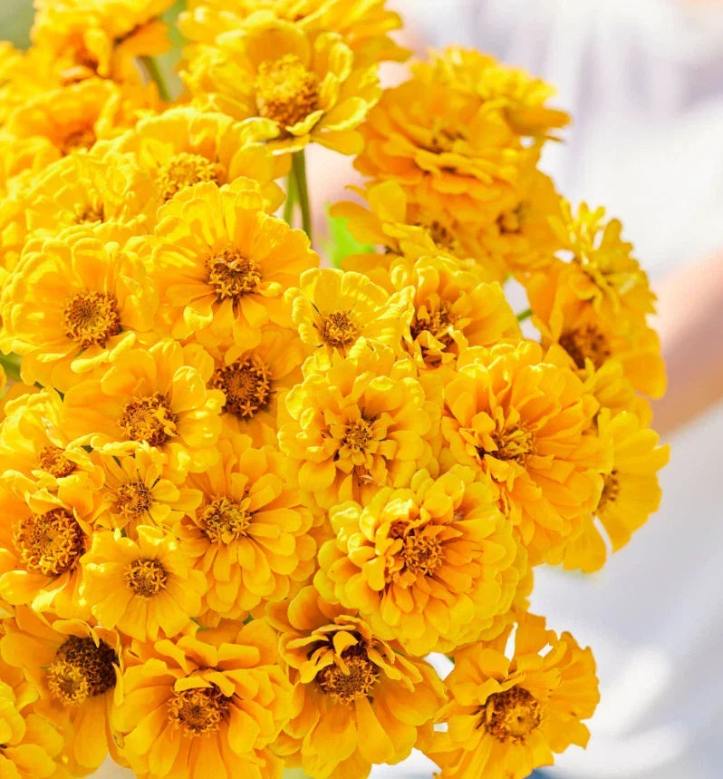 Zinnia Seeds 100 Non-GMO Golden State Double Blooms Zinnia elegans for Cut Flowers & Butterflies