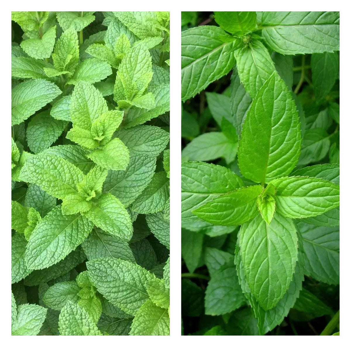 Mixed Mint Seeds - 500+ Peppermint & Spearmint - Non-GMO Heirloom Culinary Herbs - Mentha × piperita & Mentha spicata