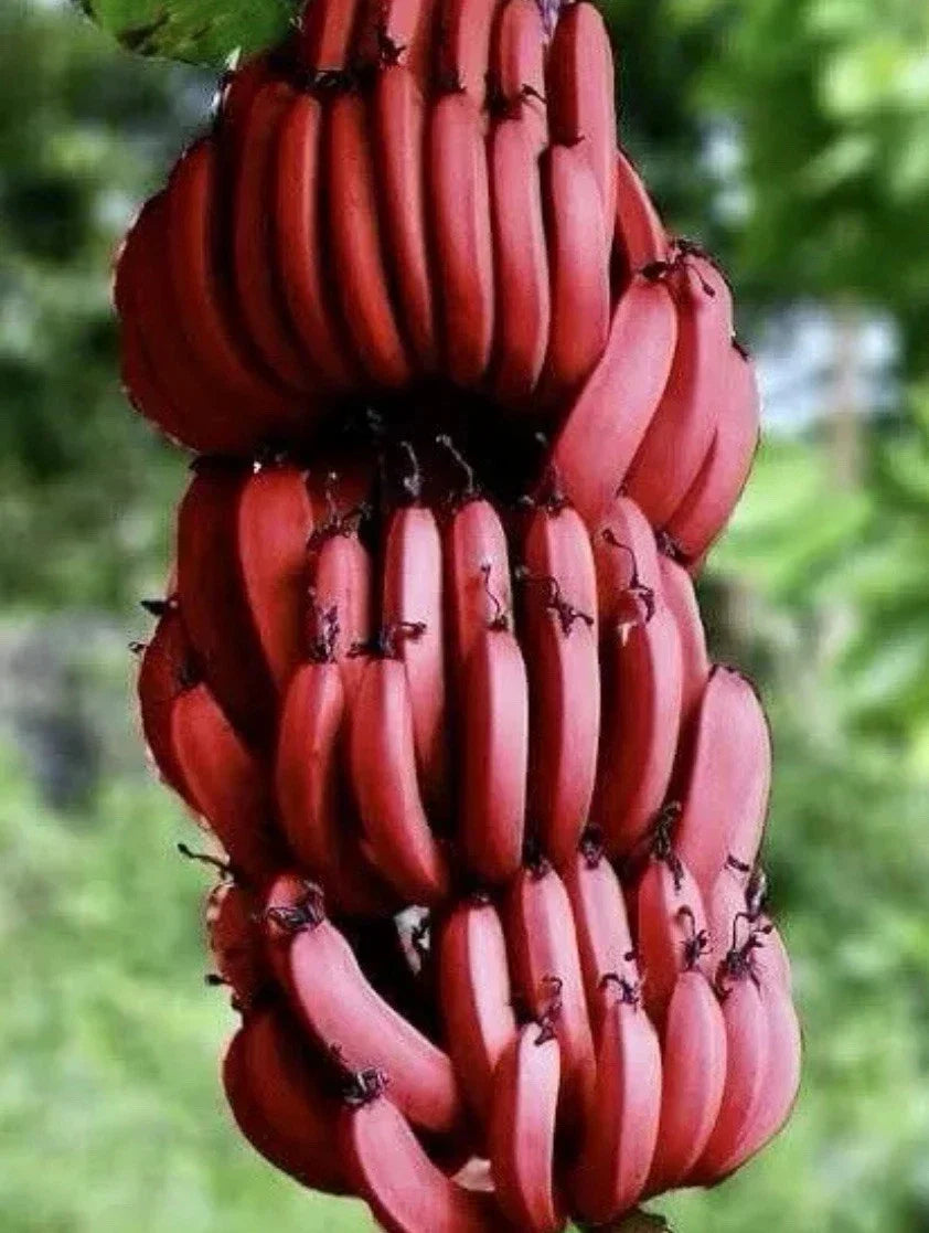 Cuban Red Banana Plant Set - 2 Live Plants - Musa acuminata var. 'Red' - Tropical Indoor/Outdoor Decor
