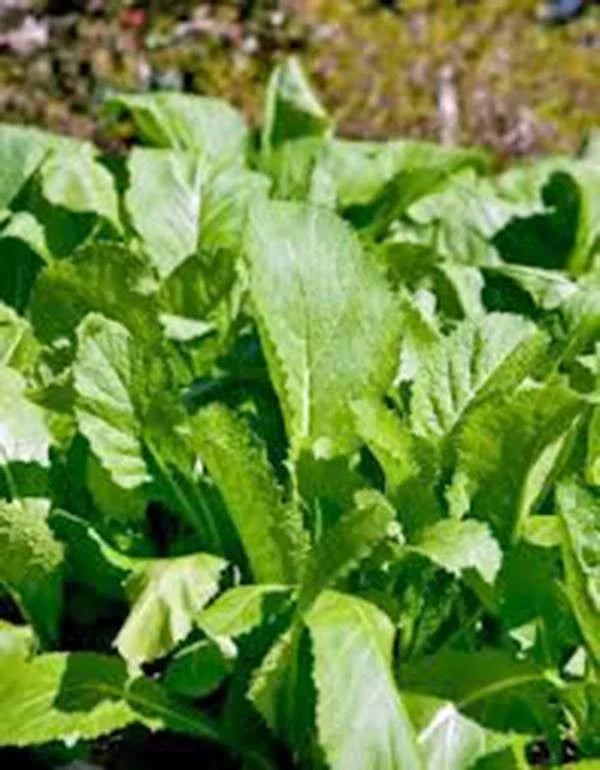 Mustard Greens Seeds 500 Count Old Fashioned Green Heirloom Non-GMO Brassica juncea for Flavorful Harvests
