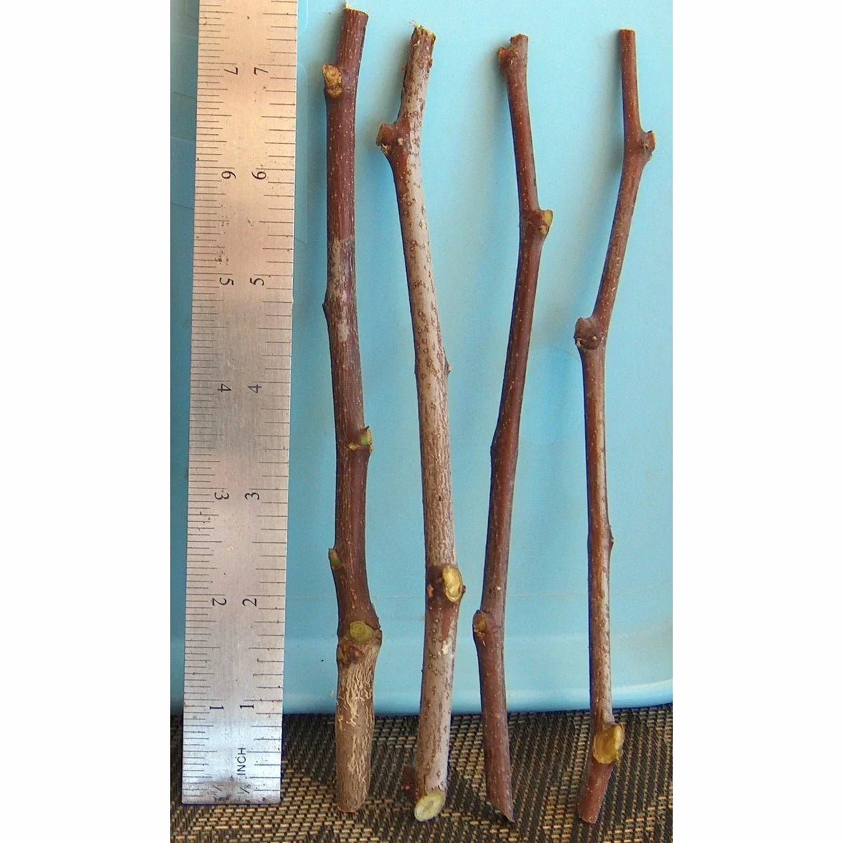 Sour Jujube Thin Cutting Rootstock Plant 4" Scion-Wood Graft Ziziphus jujuba - Ideal for Grafting, Resilient Growth