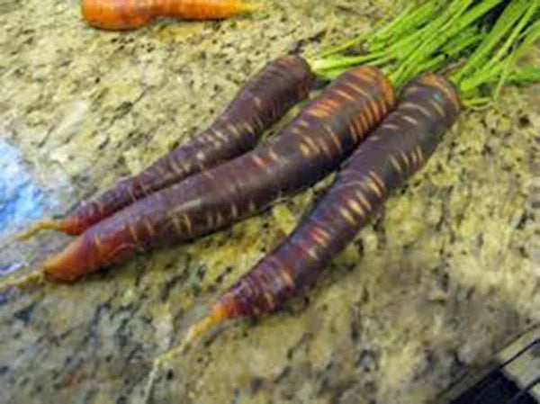 Purple Haze Carrot Seeds | 25+ Hybrid Seeds | Sweet Purple & Orange | Daucus carota