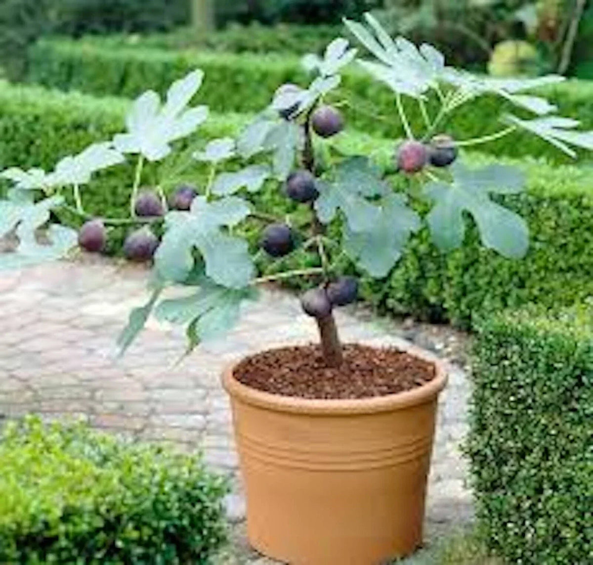 Fignomenal Dwarf Fig Tree Starter Plant - Self-Fertile, Medium Brown Figs - Ficus carica 'Fignomenal'