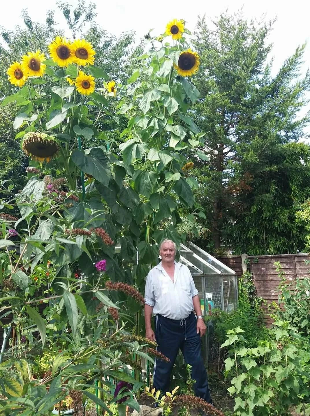 King Kong Sunflower Seeds, Pack of 20, Multi-Headed Variety, Helianthus annuus, Premium Quality with Tracking