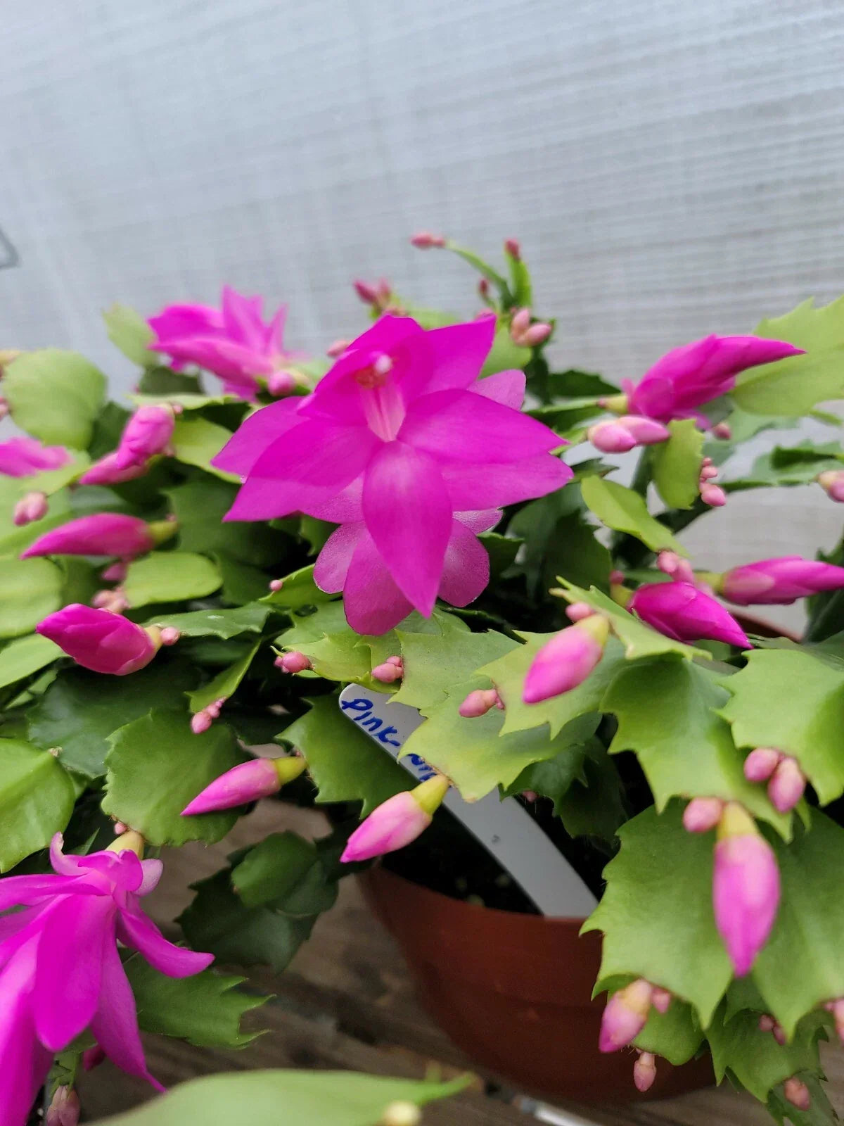 Thanksgiving Cactus Cuttings 5 Pack Fuchsia Schlumbergera truncata Unrooted for Propagation Indoor Plant Care