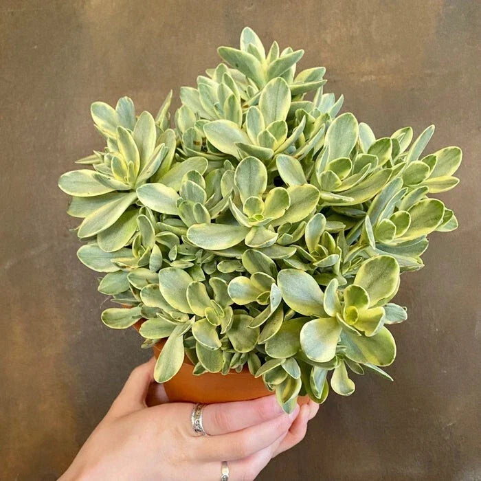 Live Succulent Plant 8in Crassula Swaziensis Variegata 'Money Maker' - Bare Roots - Unique Green & White Leaves