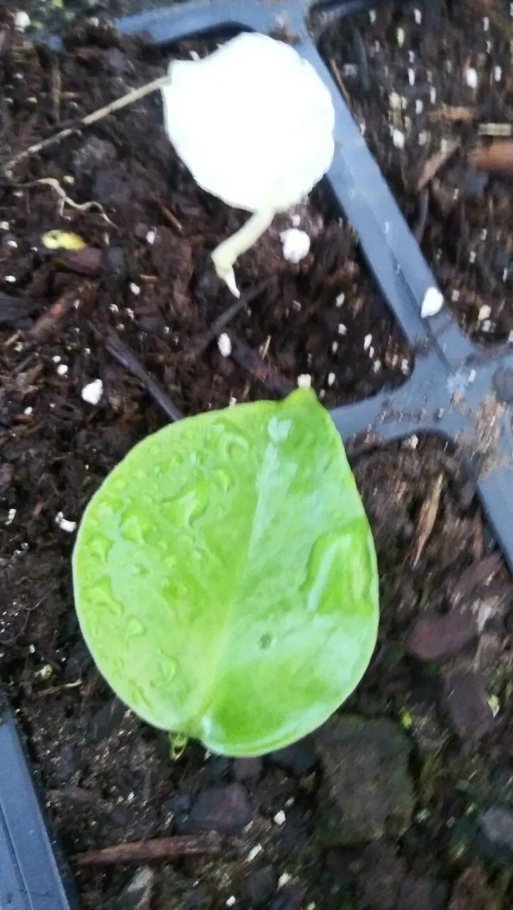 Monstera Deliciosa Seedlings - Green Variegated - Tropical Houseplant - Rare Indoor Plant - Monstera deliciosa