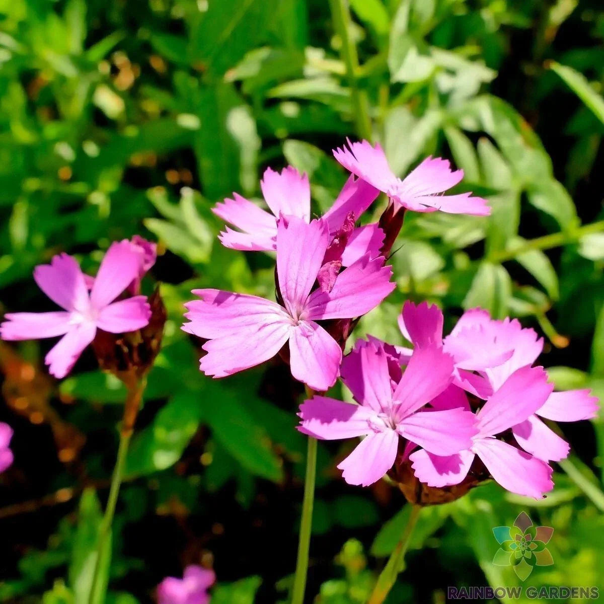 Carthusian Pink Carnation Seeds - 200+ Seeds - Dianthus carthusianorum - Fragrant Pink Blooms for Garden Planting