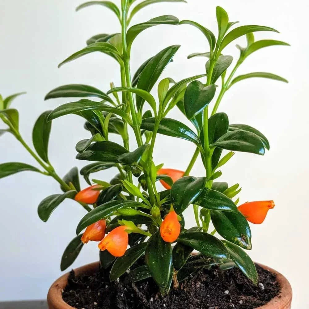 Goldfish Plant Seedling 3.5" Pot - Columnea gloriosa - Vibrant Orange Yellow Blooms - Indoor Plant for Home Decor