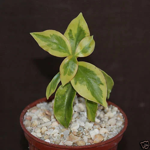 Variegated Pereskia Cactus in 4" Pot - Rare Tropical Succulent with Unique Foliage - Pereskia aculeata