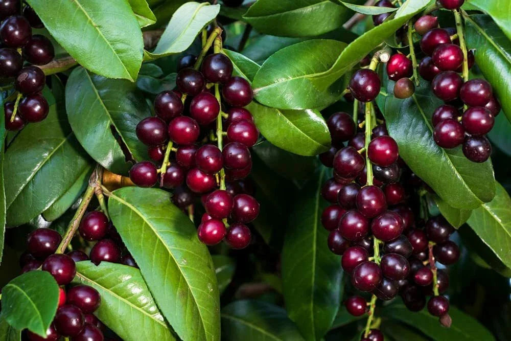 Black Cherry Tree Seeds - 25 Pack - Prunus Serotina - Grow Sweet Dark Cherries - Drought-Tolerant & Hardy