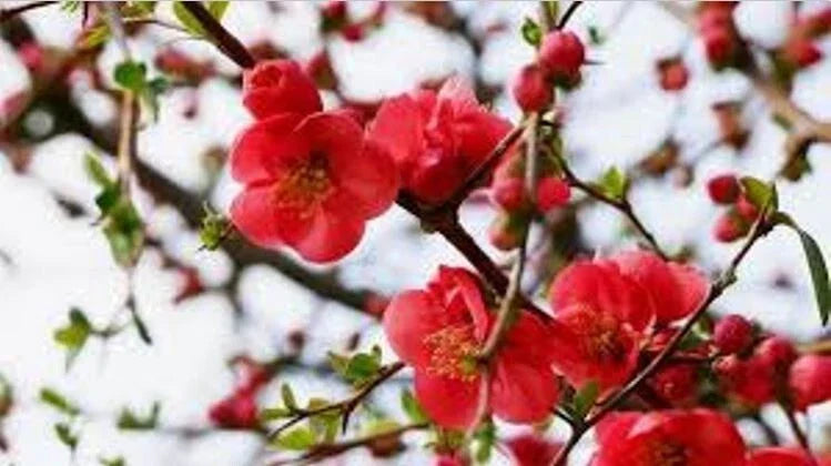 Flowering Quince Cuttings - 5 Double Scarlet Cuttings - Chaenomeles speciosa - Vibrant Garden Color - Easy to Grow