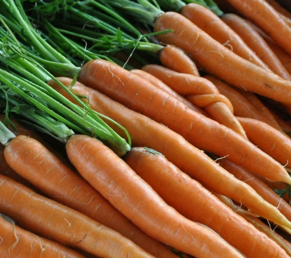 Scarlet Nantes Carrot Seeds - 1000+ Heirloom Vegetable Seeds for Garden - Daucus carota subsp. sativus