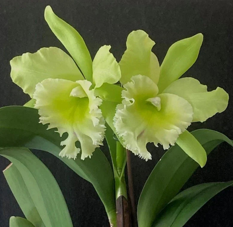 Cattleya Orchid Plant 4.5" Pot Blc. Sung Ya Green King Dragon Near Blooming Size - Vibrant Green & Purple Flowers