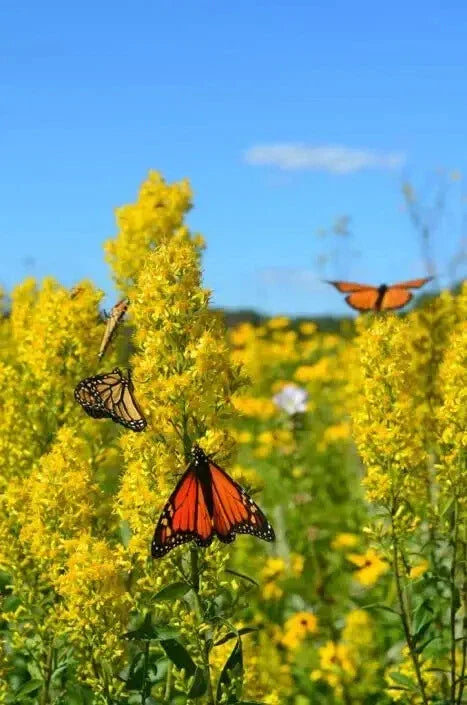 Showy Goldenrod Seeds - 100 Count - Solidago speciosa - Perennial Wildflower Seeds for Garden - Attracts Pollinators