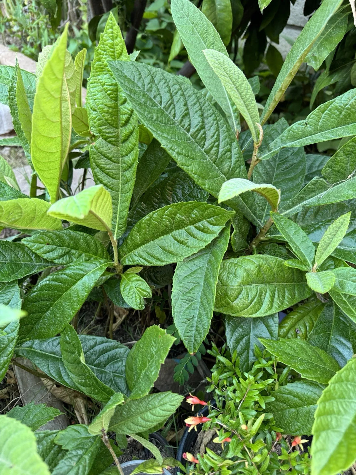 Loquat Fruit Tree Seedlings - 12"-16" Tall - Eriobotrya japonica - Ready to Plant - Sweet Fruit for Home Gardens