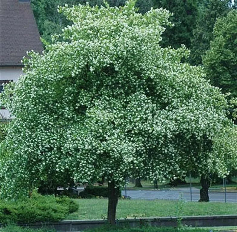 Washington Hawthorn Tree Live Plants Set of 2 Bare Root Crataegus Phaenopyrum Hardy Zones 5-9 18-24 Inches