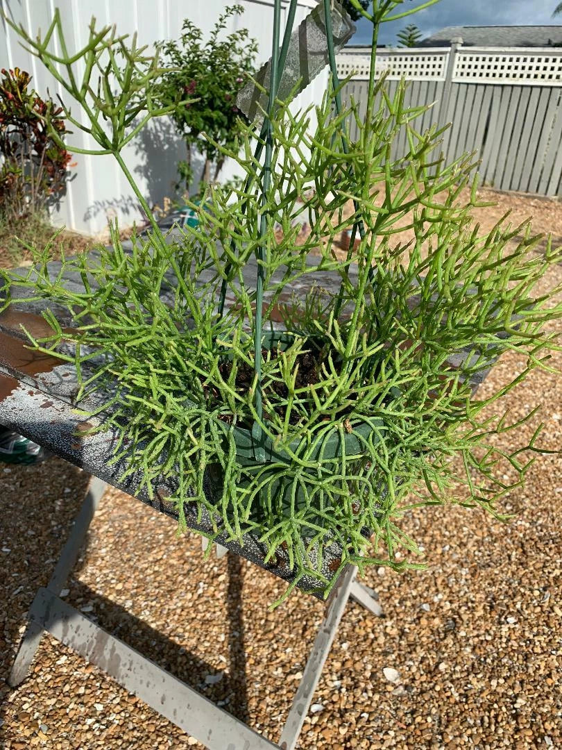 Fresh Cuttings Rhipsalis Sulcata - Rare Orchid Cactus Succulent - 5 Unique Green Plant Cuttings for Propagation