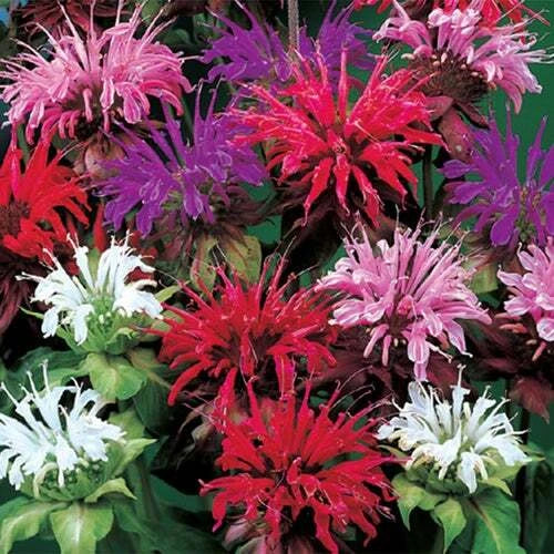 25 Bee Balm Flower Seeds - Mixed Colors - Monarda Didyma - Perennial Pollinator Plant - Attracts Bees & Butterflies