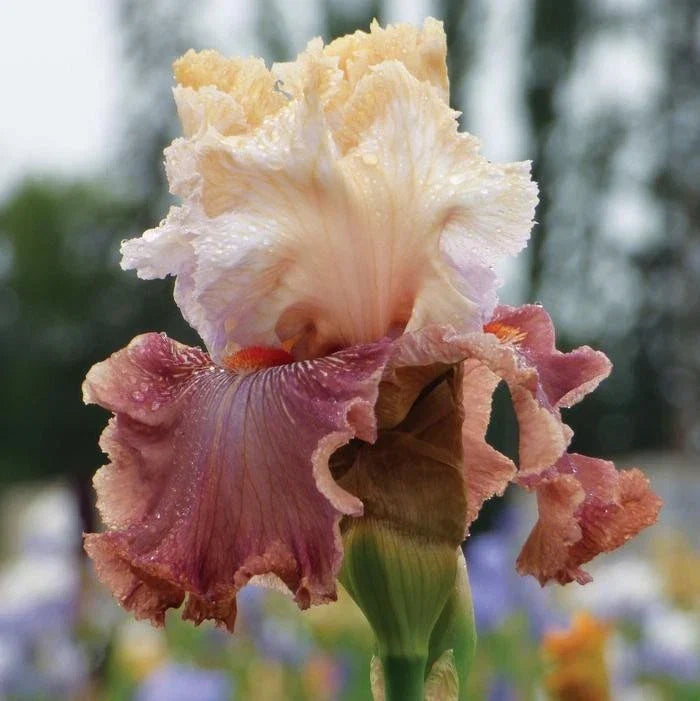 Iris Rhizome - Champagne and Strawberries - Iris Germanica - Perennial Pink and White Flower Plant - Garden Decor