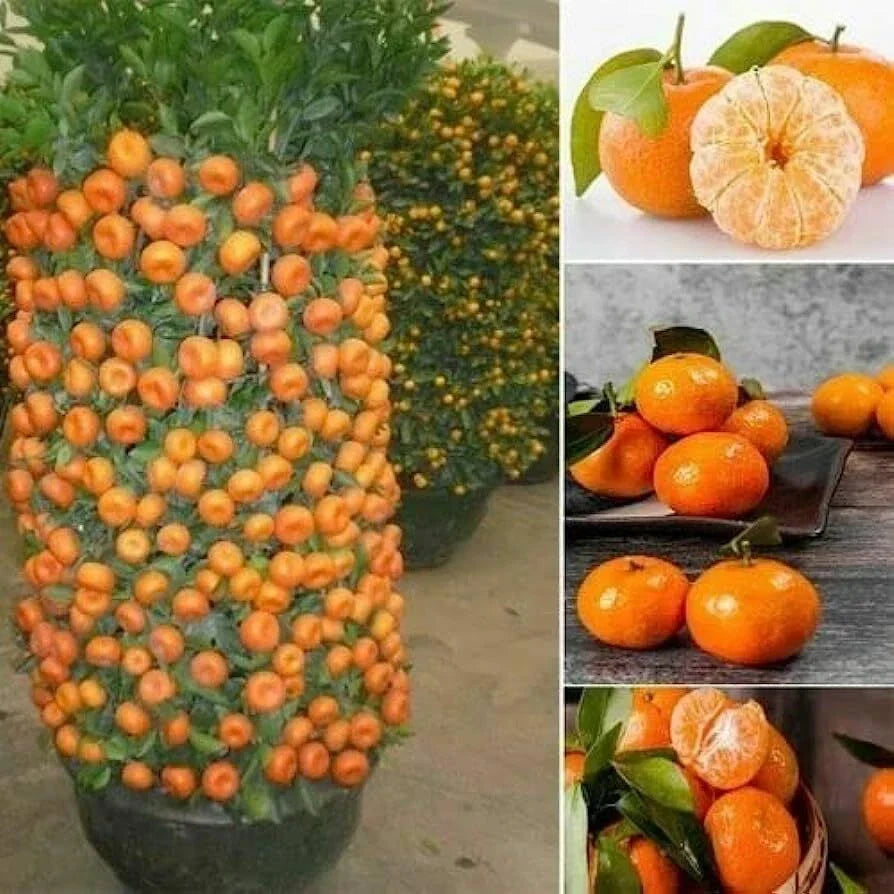 Dwarf Orange Seeds - 10 Hardy Citrus reticulata Seeds for Planting - Compact Fruit Bearer for Indoor or Outdoor Gardens